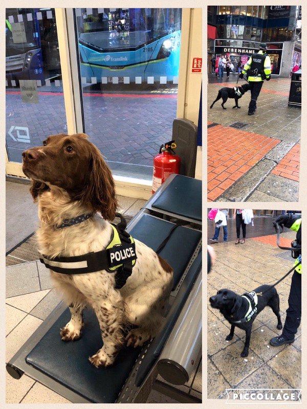 PSNIBelfastE's tweet photo. City Centre NPT officers were joined on patrol today by PD Sam and PD Benson from the PSNI Dog section. Both dogs were helping us detect people in possession of drugs in the city centre.
#citycentreteam
#psnidogsection
#keepingpeoplesafe https://t.co/WwDRuoe1Fp