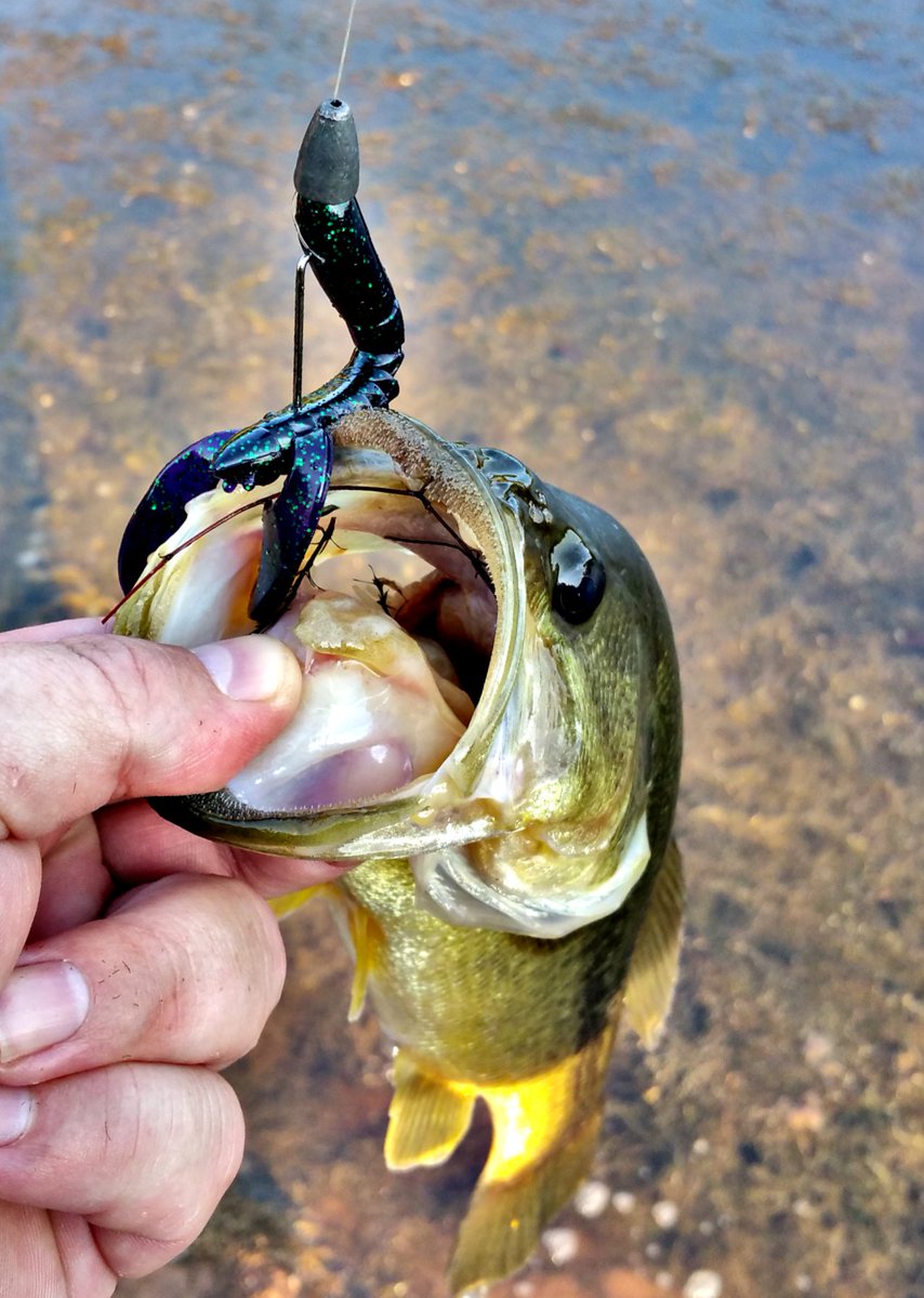 gamblerlures's tweet photo. #FlappyDaddy success!
#GamblerLures #BassFishing https://t.co/wtt88sB4IY