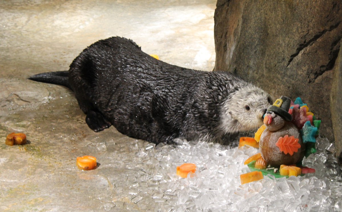 GeorgiaAquarium's tweet photo. Wonder what some of our animals will be eating this upcoming #Thanksgiving? https://t.co/5uYmrLCi5t https://t.co/T4qZZqHWyI