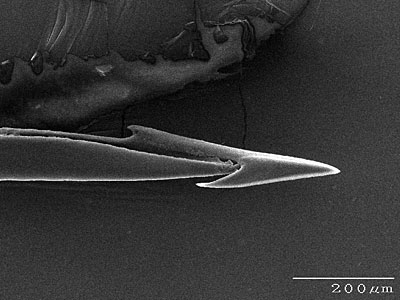 TheSlowEscargot's tweet photo. An SEM image of a venomous Conus textile radula that I took during my masters!
If you want to hear more about this join us @grcvenom!
@aida_verdes #GRCVenom18 #ToxinTuesday https://t.co/0jXYtqgkki
