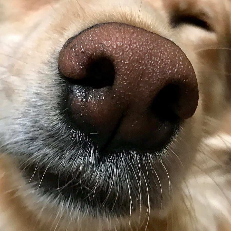 SurfdogTurbo's tweet photo. When your sister refuses to do #tongueouttuesday because “my exquisite nose should be enough for you mere mortals”. 🤷♂️ #princess #princessnixie #idowhatiwant #kissthis #minigolden #attitude #becauseimworthit #queenofeverything #intraining Don’t for… https://t.co/rN9EbCH02h https://t.co/O39nBDJwVv