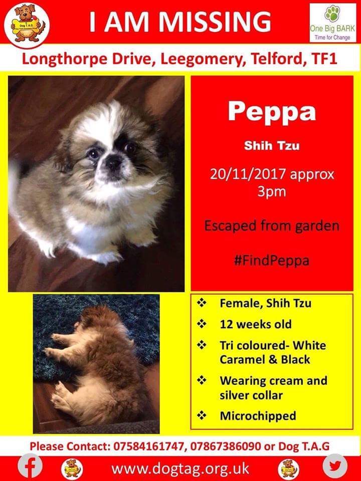 joannew0112's tweet photo. @ShropshireStar #Urgent pls share #missingpup #leegomery #Telford Peppa escaped from garden and needs finding asap #findpeppa https://t.co/9B3SIYQmkK
