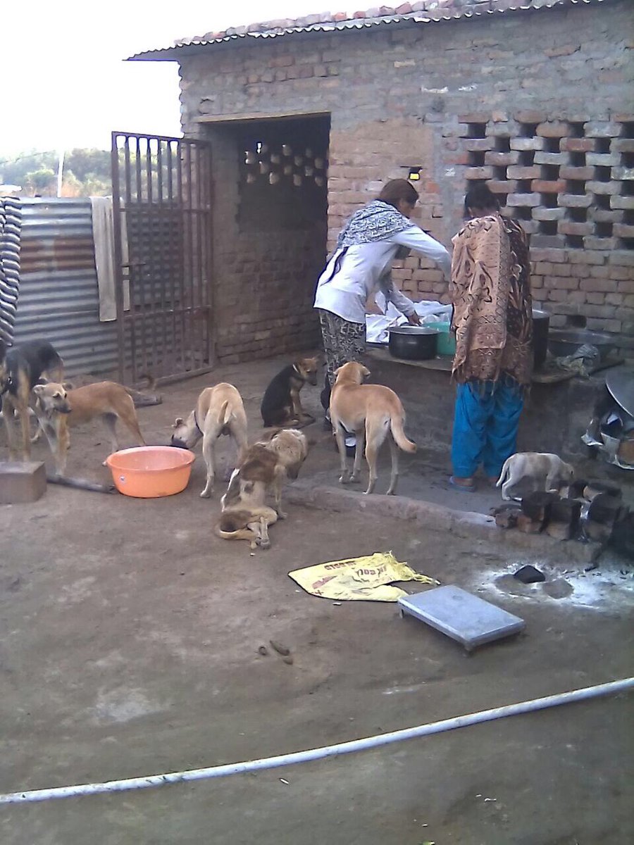 ReshamjitKaur's tweet photo. #pacfahome All about caring and loving these voiceless 🐶 https://t.co/dlK3xoXc6D