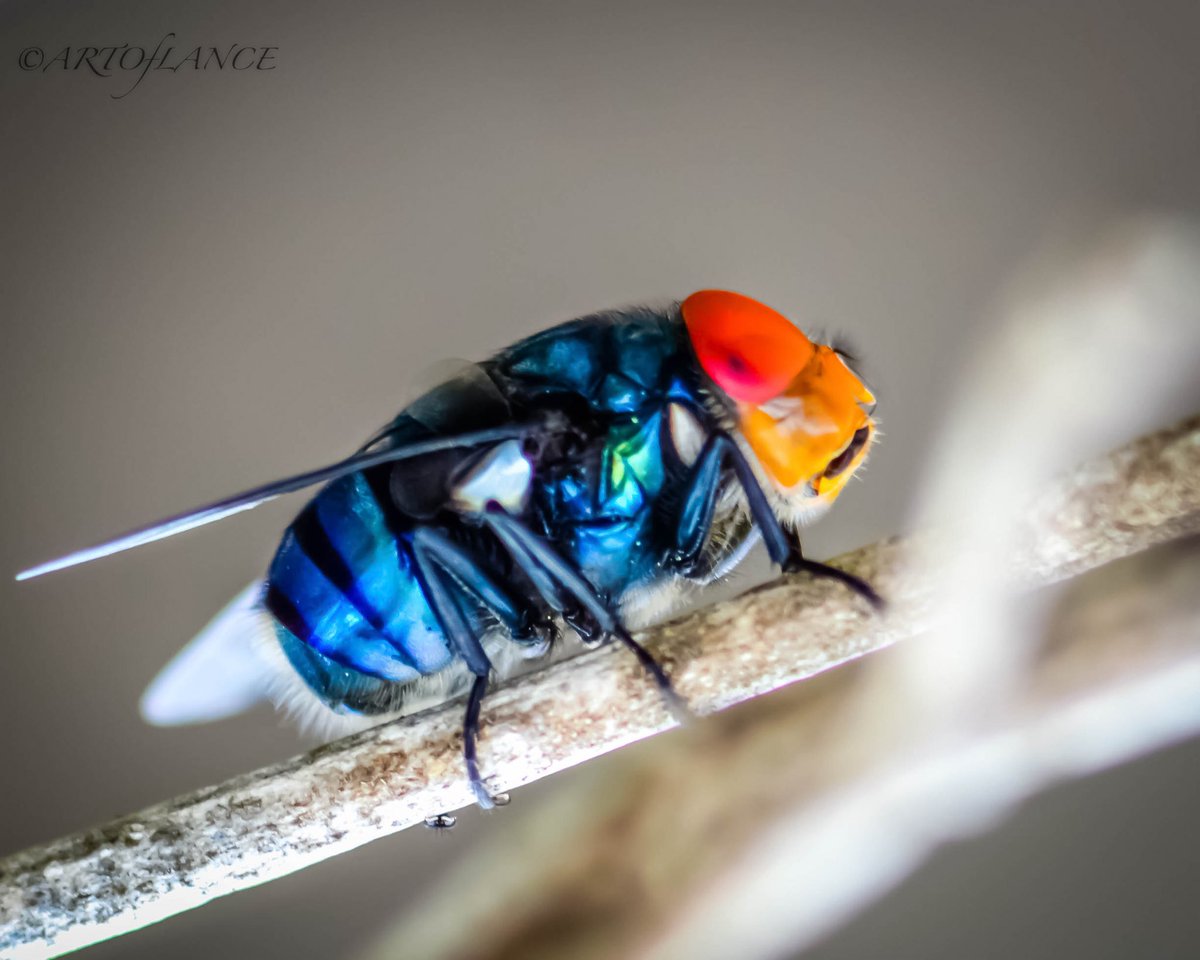 artoflance's tweet photo. #bugphotography #photography #macros #macro #insects #macrophotohraphy #naturelover #justgoshoot #outdoor #bugs #wild #blue https://t.co/JfYvOYuEB3
