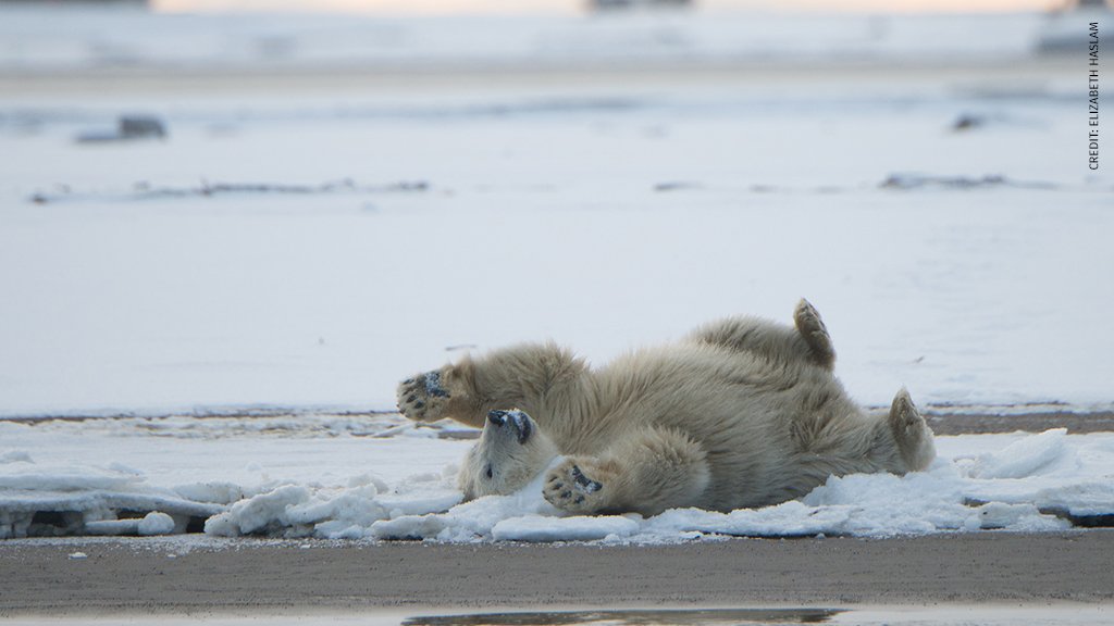 NWF's tweet photo. Drilling in the Arctic National Wildlife Refuge would have permanent impacts on the wildlife that live there. Plus revenue generated will be insignificant &amp; there are plenty of other places already open for development. Say NO to oil and gas drilling! https://t.co/FndMNduq1h https://t.co/Olshs5Xq2v