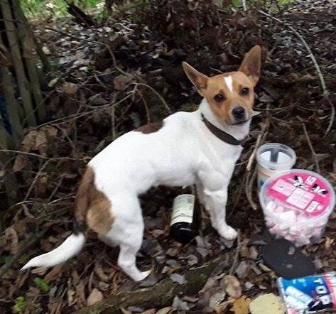 DogsShare's tweet photo. #Vermist, #Hond, J. Russel, #Teef, Jumpy, 2 jr, #Biron, #Ardenne, https://t.co/kRpkLItbH6… https://t.co/UYiFlpmGue