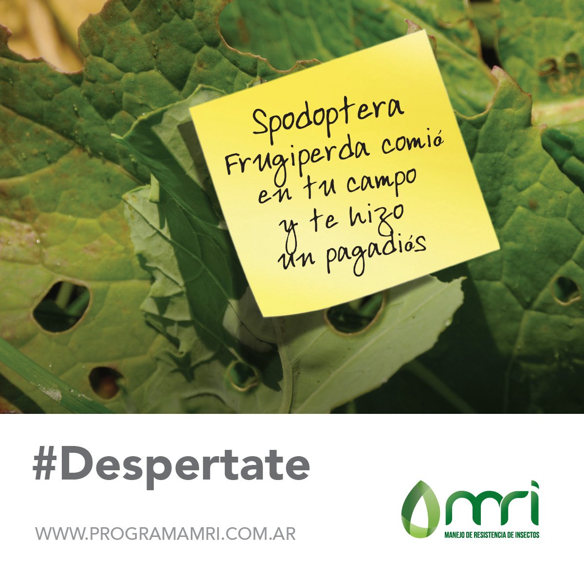 ASASemilleros's tweet photo. #Despertate. Para que las Plagas No Te Coman el Cultivo, Informate Cómo Manejarlas Eficientemente en: https://t.co/yU0fWf6VDJ #InsectosPlaga #Inversión #Ambiente #QuéSonLasBPA https://t.co/KFnMfzLLr0