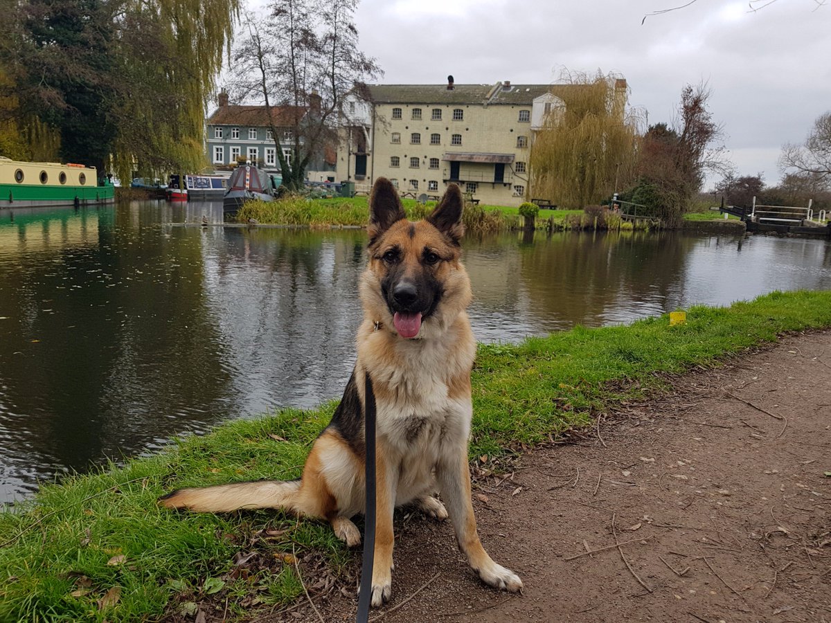Community Ranger Chris, together with Tia, have been patrolling the Parndon Lock Meadow area as part of their daily rounds #Harlow #OurDay