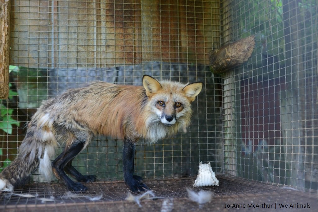 SPCAMontreal's tweet photo. Jean-Luc Rodier, un éleveur d’animaux à fourrure de la Montérégie, trouvé coupable de cruauté envers les animaux grâce au travail de la SPCA de Montréal : https://t.co/fYiUESyRNf https://t.co/tcZ7Y40bdW