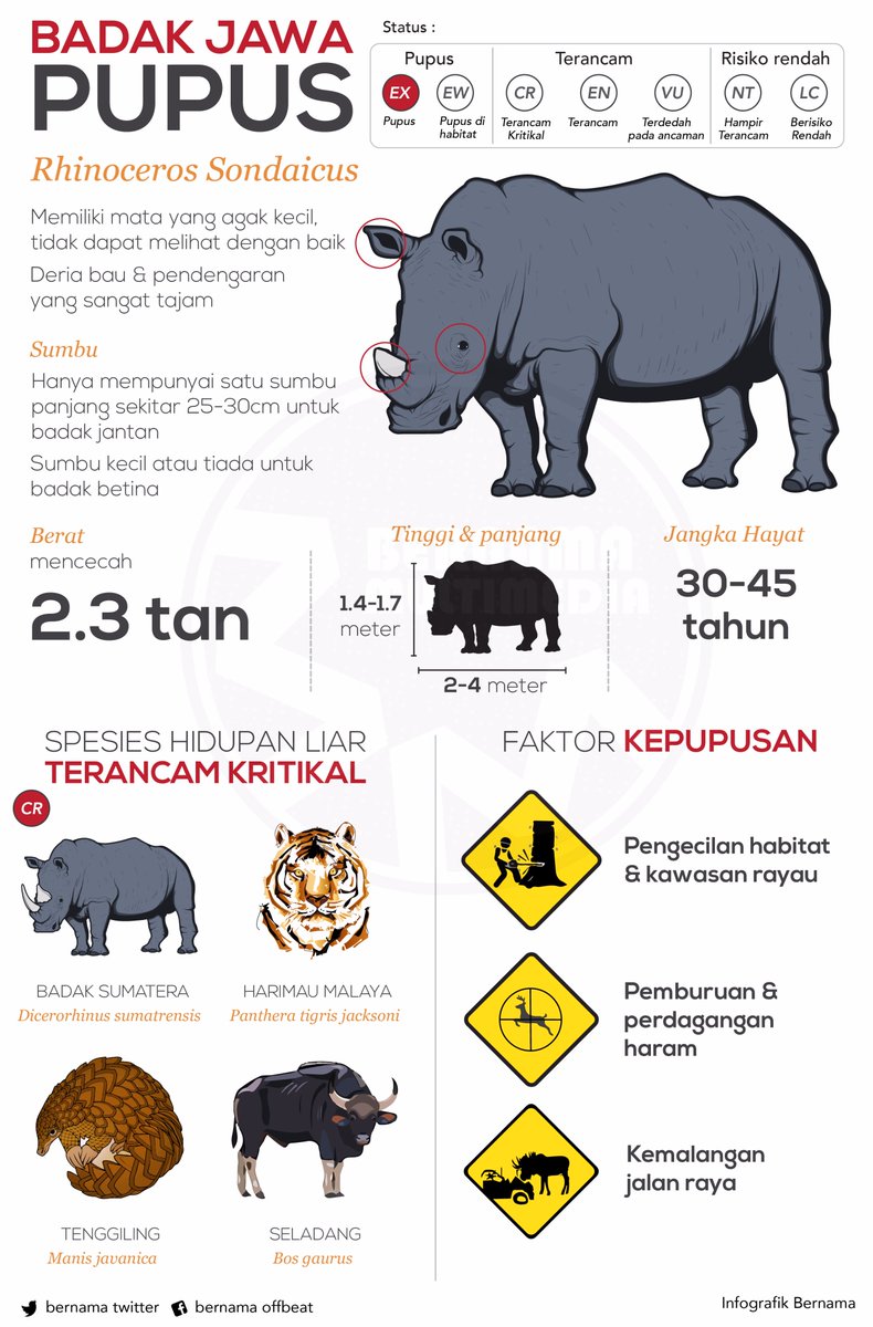 bernamadotcom's tweet photo. [Infografik] Badak Jawa didapati pupus - Hamim https://t.co/oCflNEZtir https://t.co/wSh2ZMcnCL