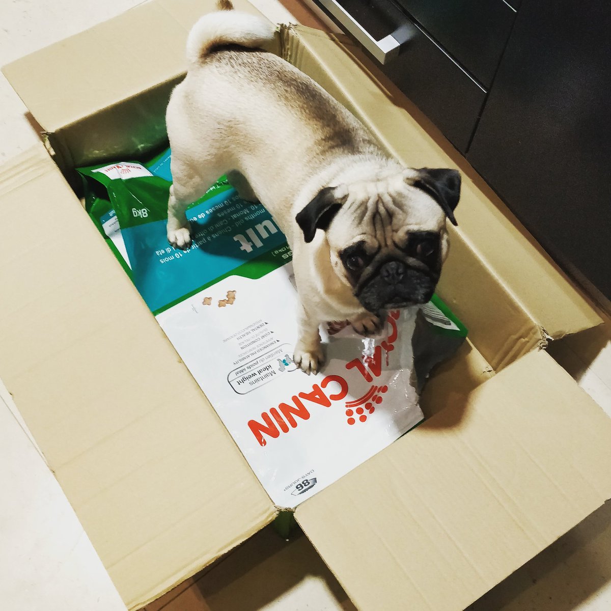 CarlosmsCastro's tweet photo. @royalcanin O #froyd gosta de #royalcanin... Tanto que fica em cima do saco vazio à espera que cresça qualquer migalhinha...
#FroydThePug likes #royalcanin so much that he stays on the empty bag waiting for some little crumb to magically appear.
@royalcaninpt
#Pug #dogfood https://t.co/uNK1BCeGlK