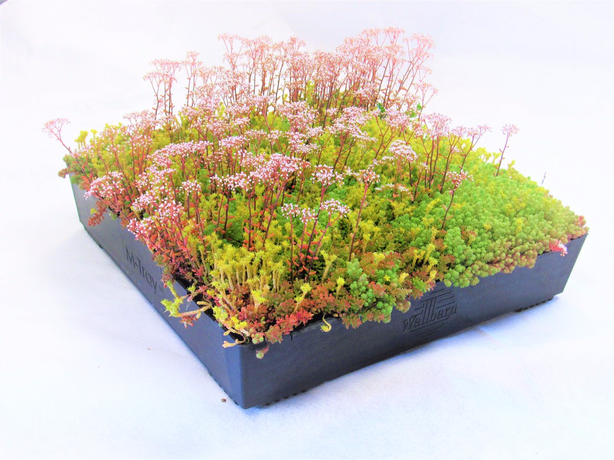 wallbarn's tweet photo. Follow us Instagram! For superior design-led solutions for rooftop living! https://t.co/b6BvfNJP5L
#Landscaping #Landscapers #architecture #architects #greensolutions #green
#greenroofing #pedestals #supportpads #idecking #Modularsystem https://t.co/bRf3fKFasC