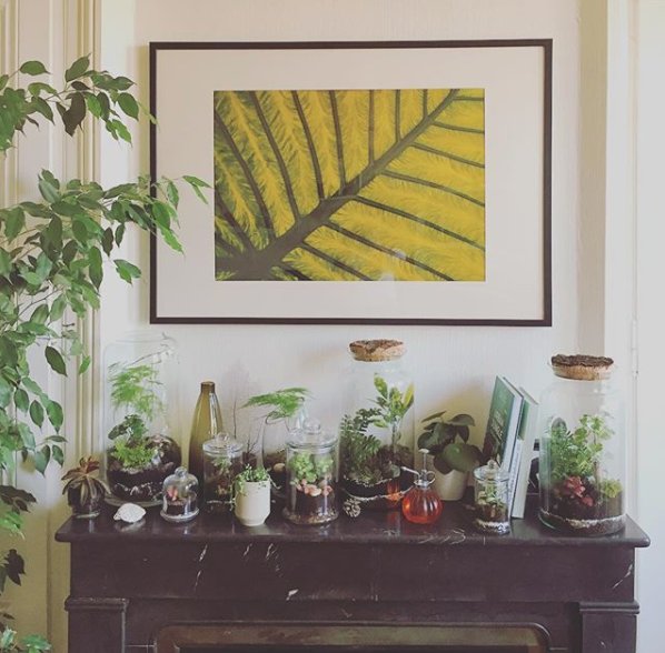 onnorium's tweet photo. Terrariums ONNO tendance urban jungle 🌿🌱🍃
Suivez-nous : https://t.co/DfuNUsMkKr https://t.co/Vuq2cbKpAu