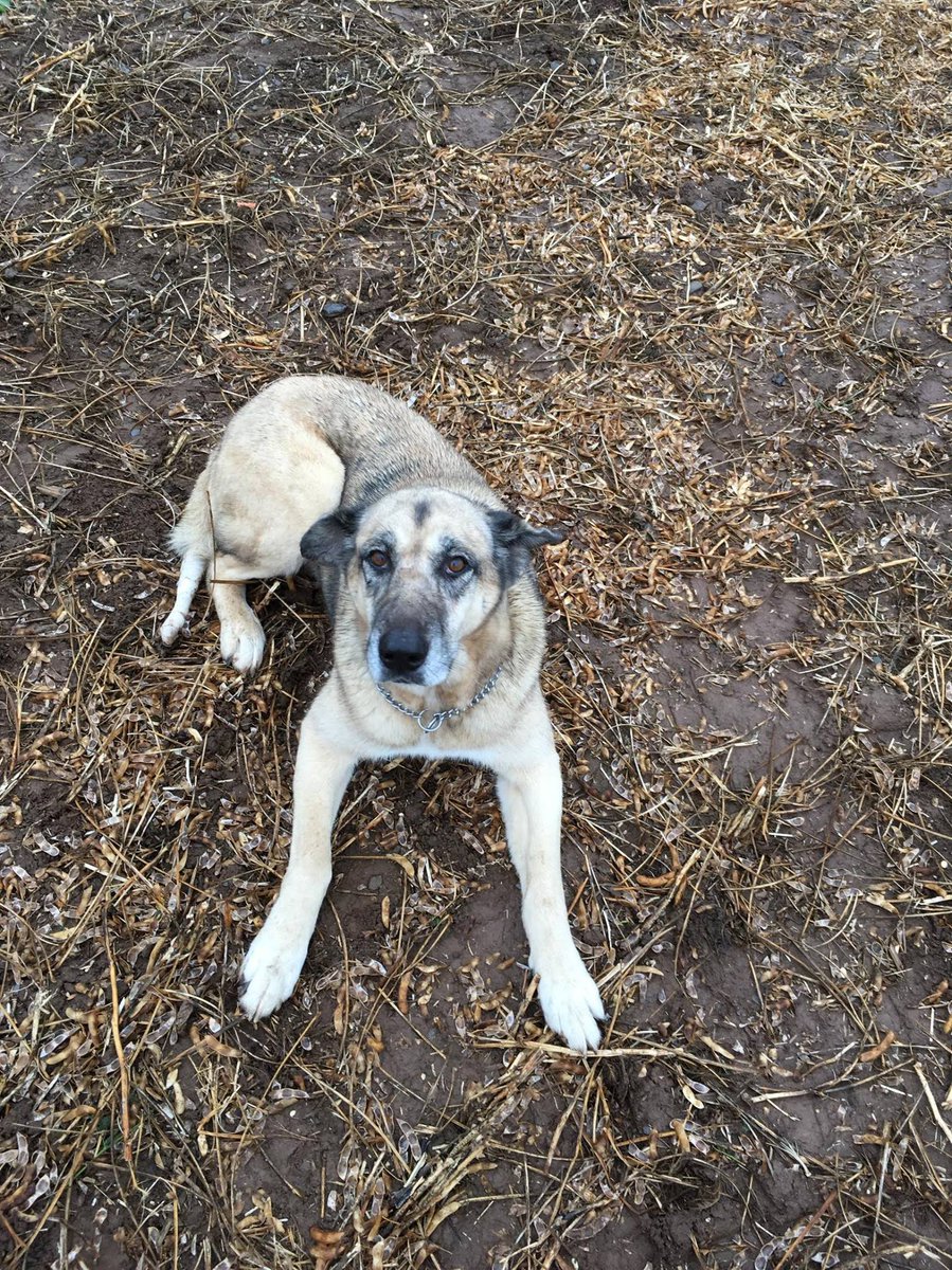 ADOPT ME! Sandy is a 10 y/o spayed, female Shepherd mix who's very friendly, loves petting &amp; will lean on you &amp; rub her head against you. She needs a home with no cats or small animals. For more info, please contact ElderDog at dartmoutheastrehoming@gmail.com or 1-855-336-4226