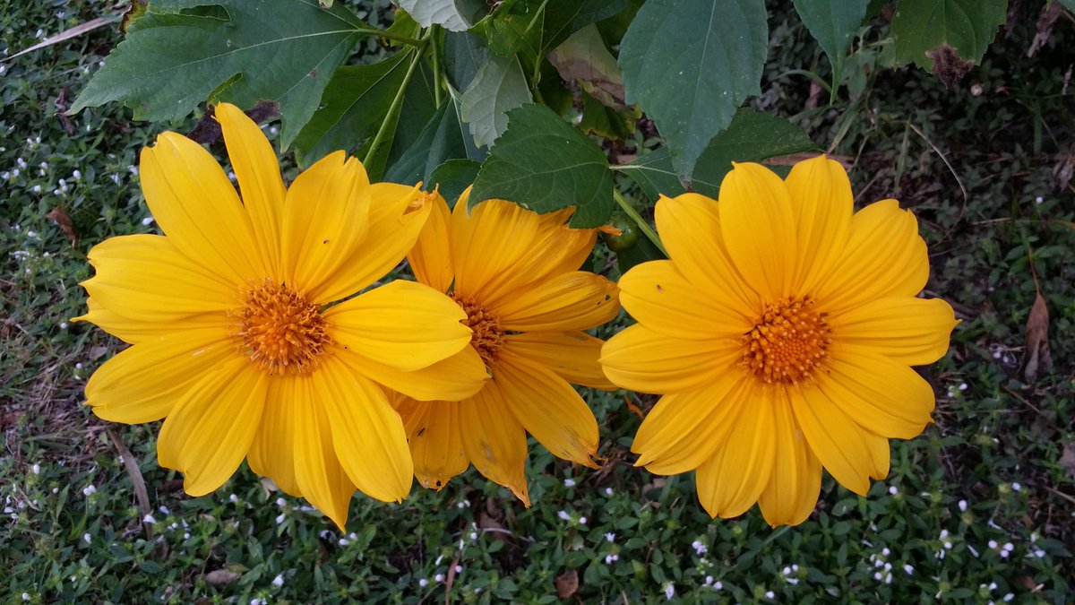 TamiMohrWPaint's tweet photo. Good morning! Feeling blessed to be able to get out to snap some pics, this God given tea from SE Asia helps me so much #lovefl #sunrise #Mexicansunflowers #naturelovers #BlessedAndGrateful #AsianTea #kratomsaveslives #Thanksgivingweek https://t.co/f188oq2JgU