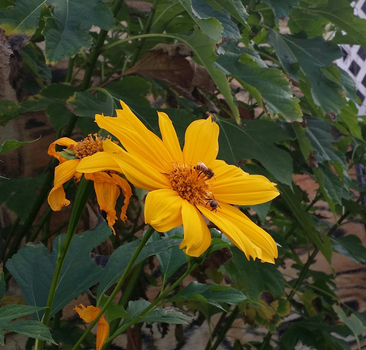 TamiMohrWPaint's tweet photo. Good morning! Feeling blessed to be able to get out to snap some pics, this God given tea from SE Asia helps me so much #lovefl #sunrise #Mexicansunflowers #naturelovers #BlessedAndGrateful #AsianTea #kratomsaveslives #Thanksgivingweek https://t.co/f188oq2JgU
