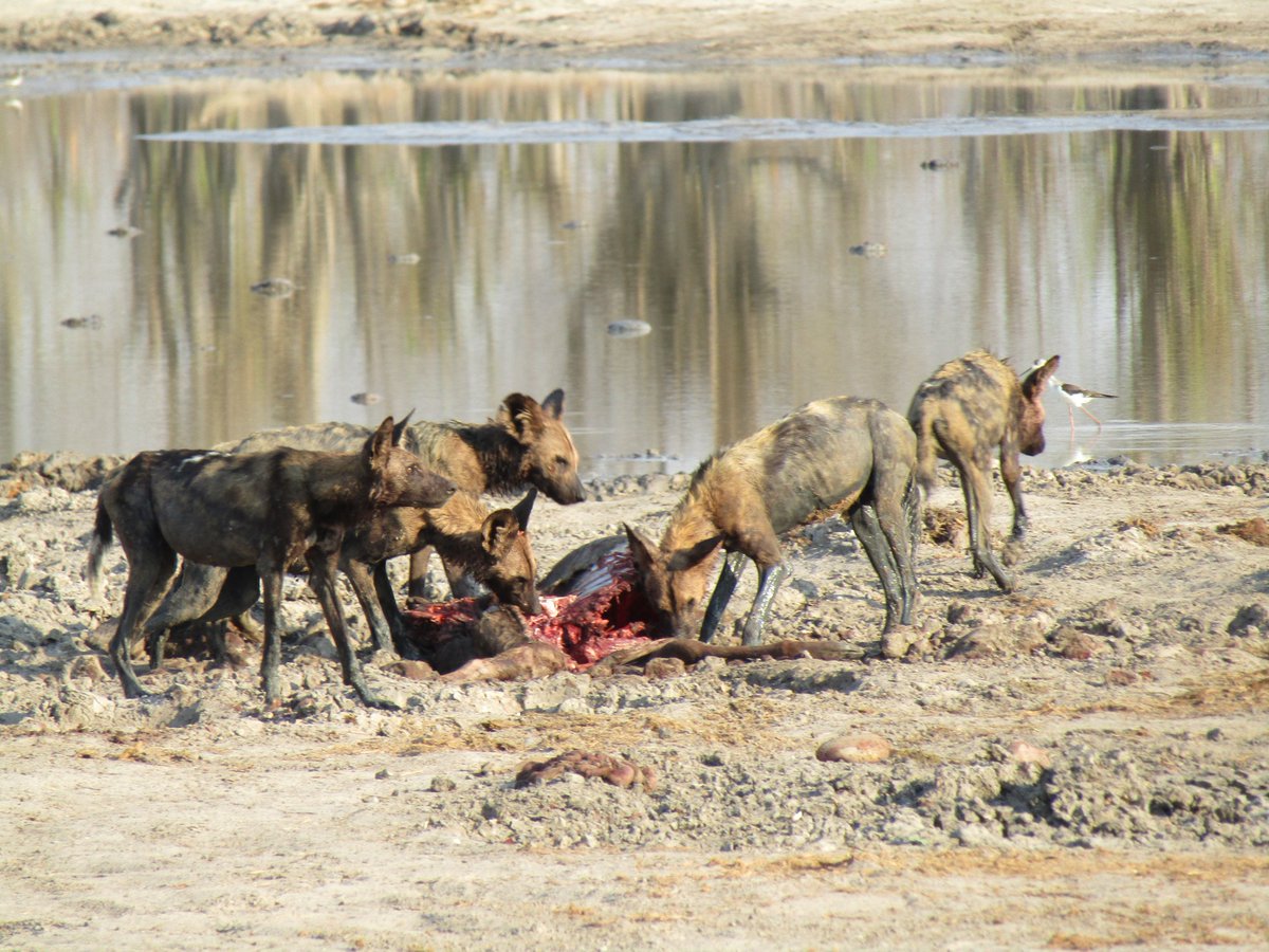 These African wild dogs were enjoying the fruits of their hunting labour at Hyena Pan recently as they tucked into this Kudu.

#didyouknow the African wild dog (Lycaon pictus) regurgitates food for pups after a hunt, then when the pups get older they're given first choice of meat