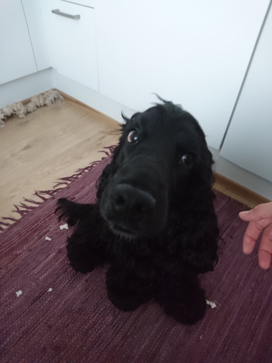 NooraMatikainen's tweet photo. Kyllä, koira kerkee syömään kokonaisen pyyhkeen, sillä aikaa kun esittelet kouluprojektia skypessä🙄🐕🐕🐕#opintohommat #ucn #sportmanagement #nextba https://t.co/PRLxNYS9T7