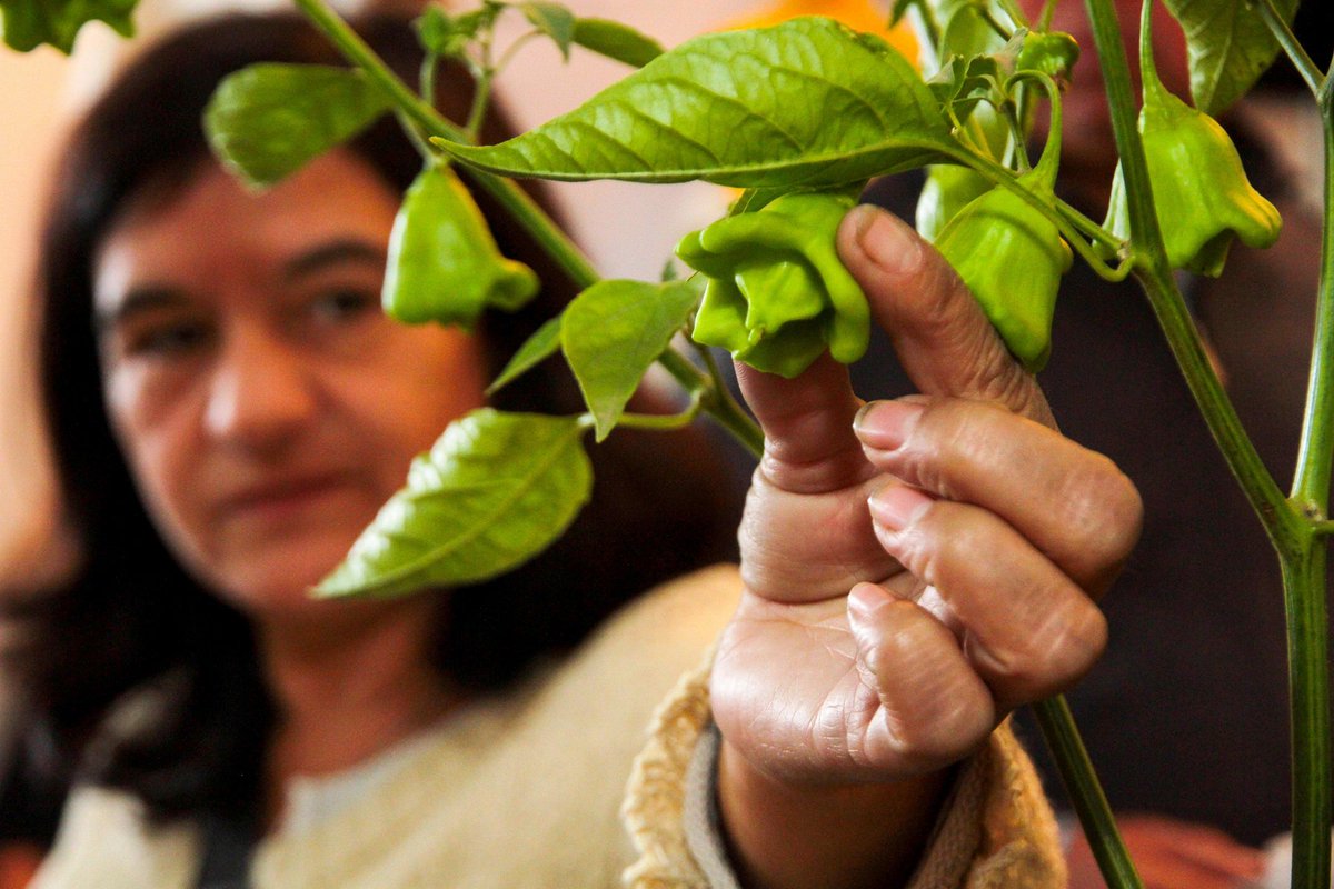 elsurcl's tweet image. Investigadoras de la Facultad de Ciencias Forestales de la UdeC explican la forma en que jardines y patios pueden aportar a una mayor biodiversidad y lanzan cuarta versión de concurso para destacar rol de vecinos en su cuidado.  goo.gl/M2HUVW