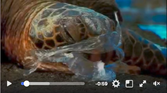 SurfriderMA tweet media