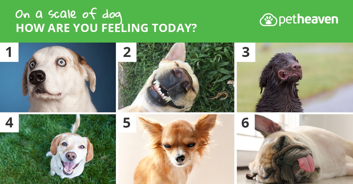 Image result for how are you feeling today pet heaven