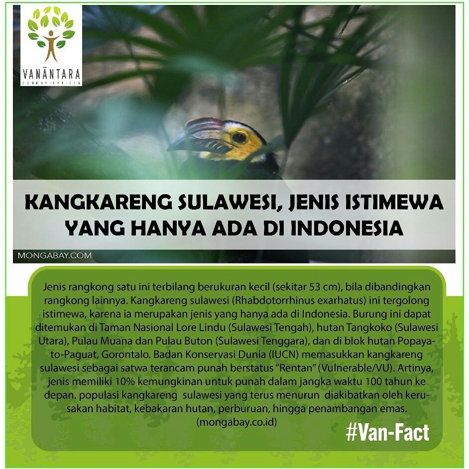 Vanantara Com On Twitter Kangkareng Sulawesi Jenis Istimewa