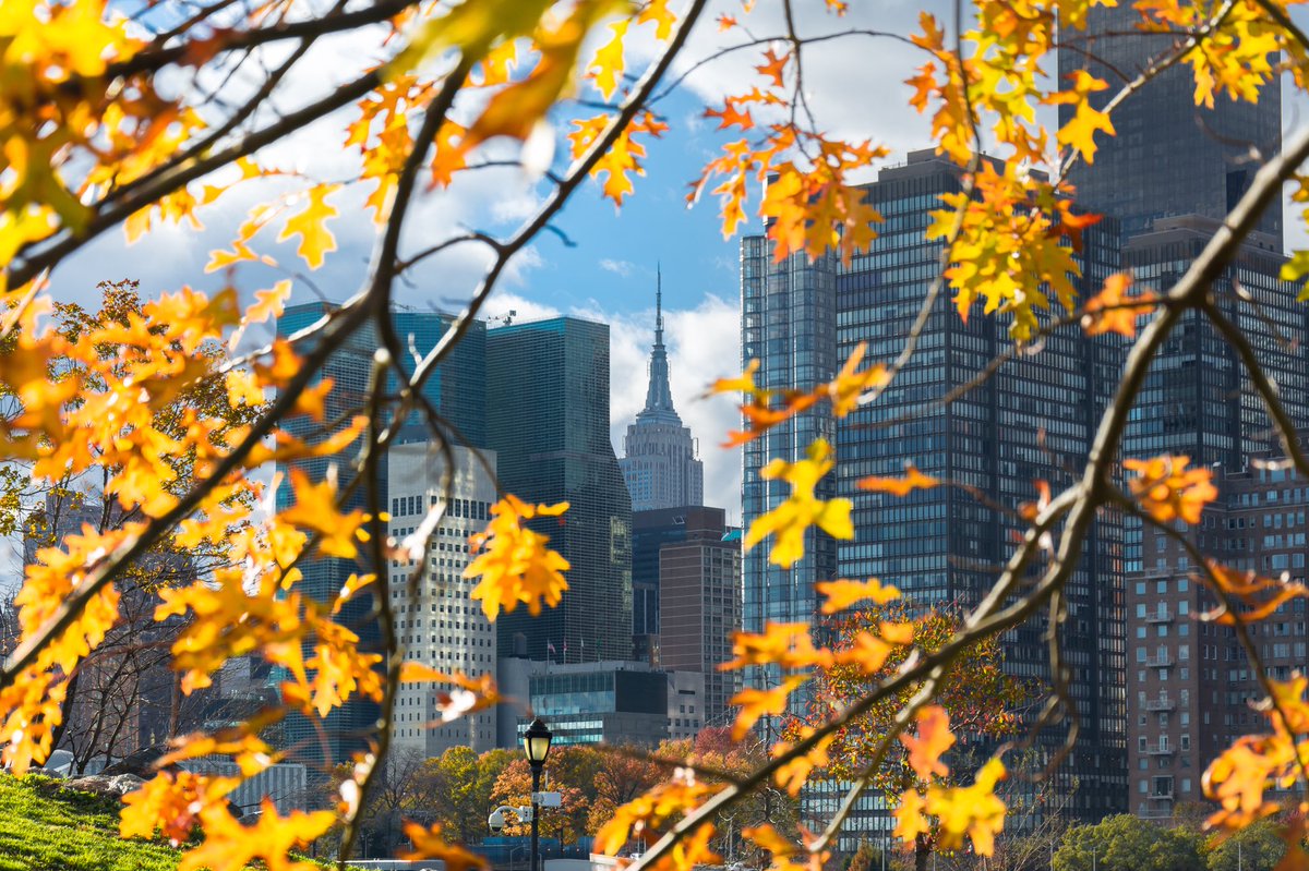 nyclovesnyc's tweet photo. Sun-kissed golden autumn leaves framing the Empire State Building tower and midtown Manhattan skyline https://t.co/tltDeBJOLT