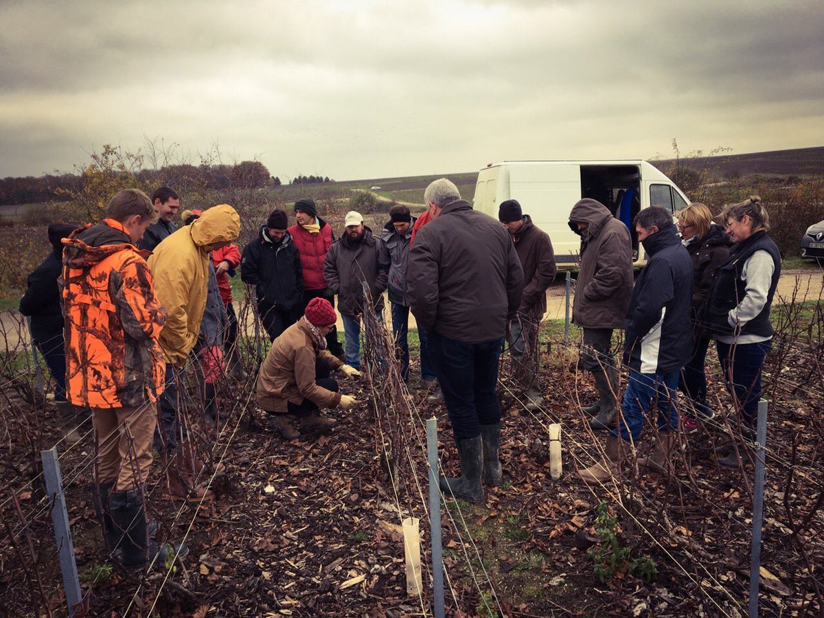 tevchampagne's tweet photo. Petit saut dans les vignes pour un point - Formation Taille non mutilante  - respect des flux de sève ☁️ #cvcnf #vignoble https://t.co/SqULsKFAfM