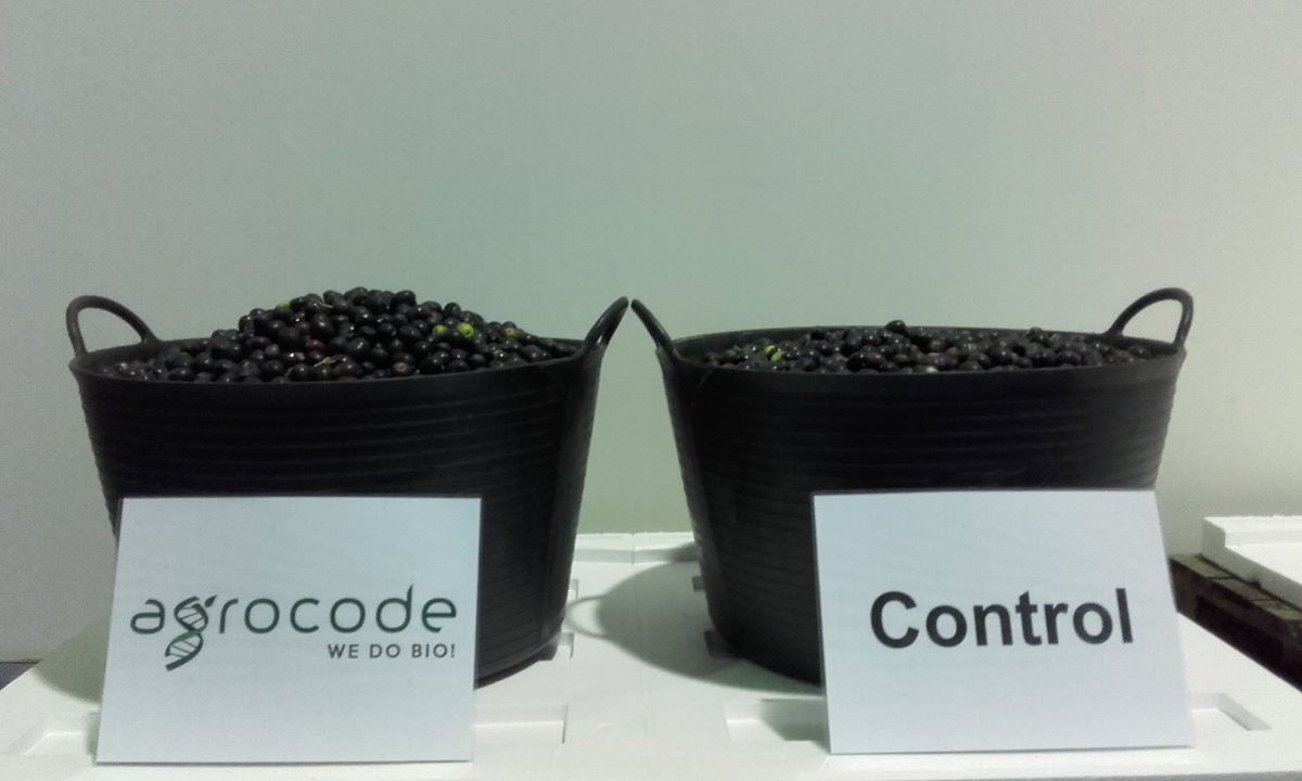 MaxymReva's tweet photo. Cosecha de aceitunas de #olivos var. Pucual tratados con #MYCOGEL (a la izquierda ) y de CONTROL (a la derecha) #RockYourCrops https://t.co/TL3u0gzq5Z