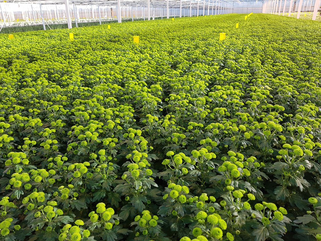 ChrisBFH's tweet photo. Genieten in de kas bij @Monnikenwaard supermooie groene santini voor de klok worden dagelijks vers klaargemaakt https://t.co/qggCMI2aAj