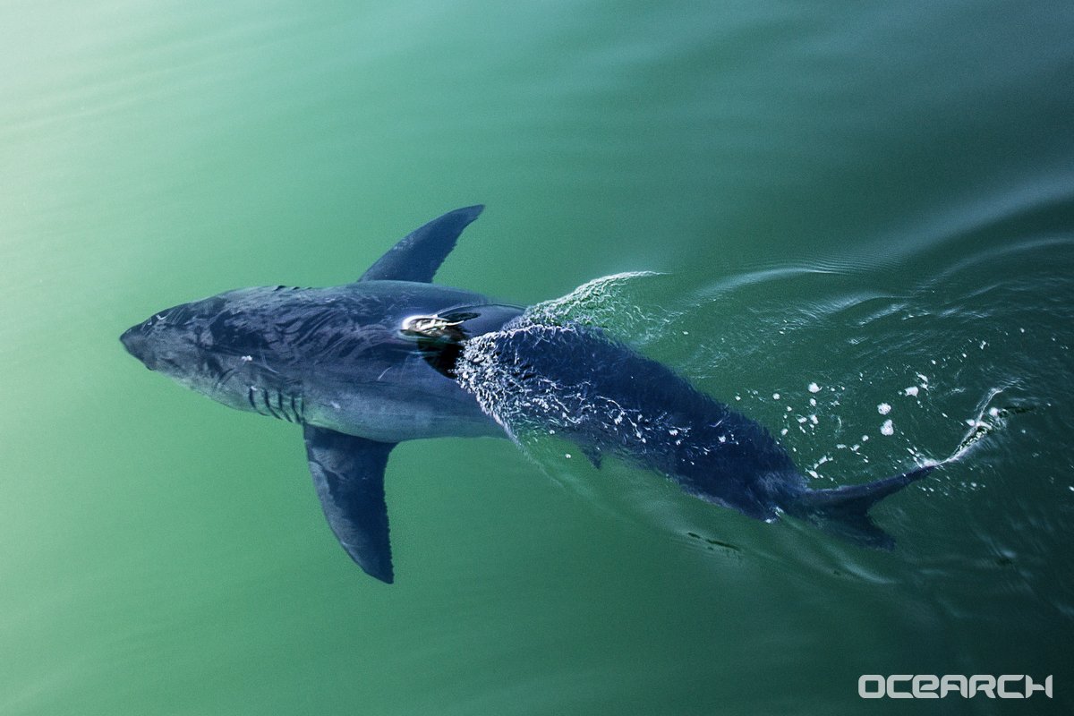 DiscoverDinos's tweet photo. What kind of shark is always gambling?
#DinoTimeTrek #SharkEdition https://t.co/4AzrQ3sZhn
