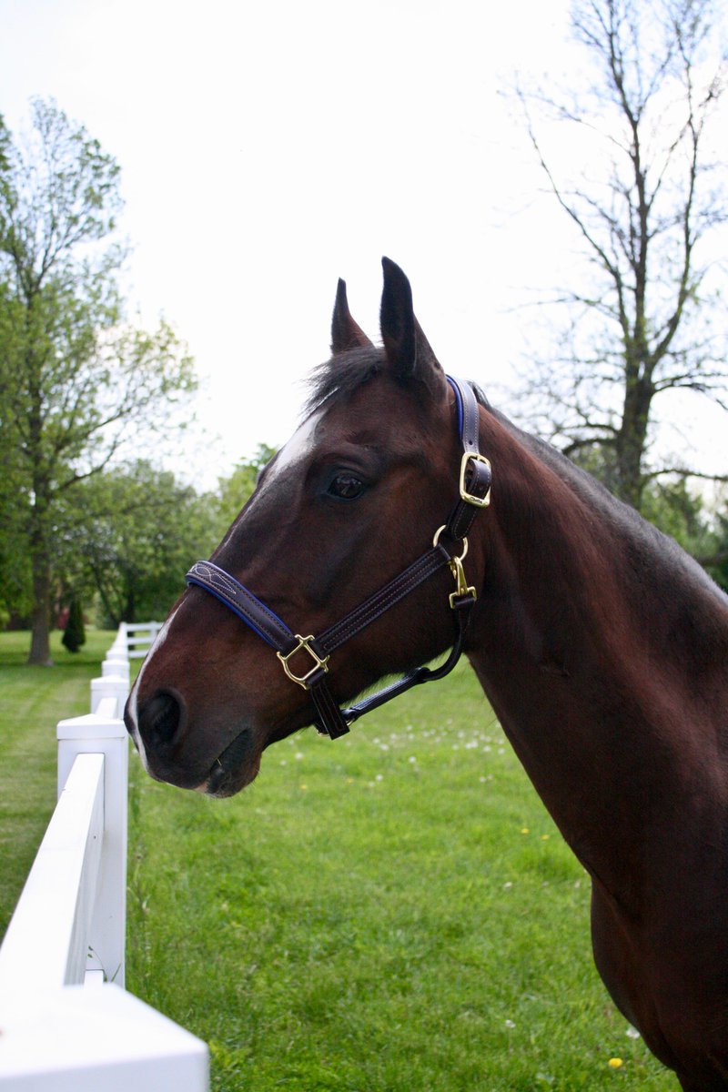 walshproducts's tweet photo. George, one of our many stunning Walsh models, loves his Signature halter. The padding provides him with not only comfort, but style. His herd cannot help but be jealous! #WinwithWalsh https://t.co/Xou5jsdzac