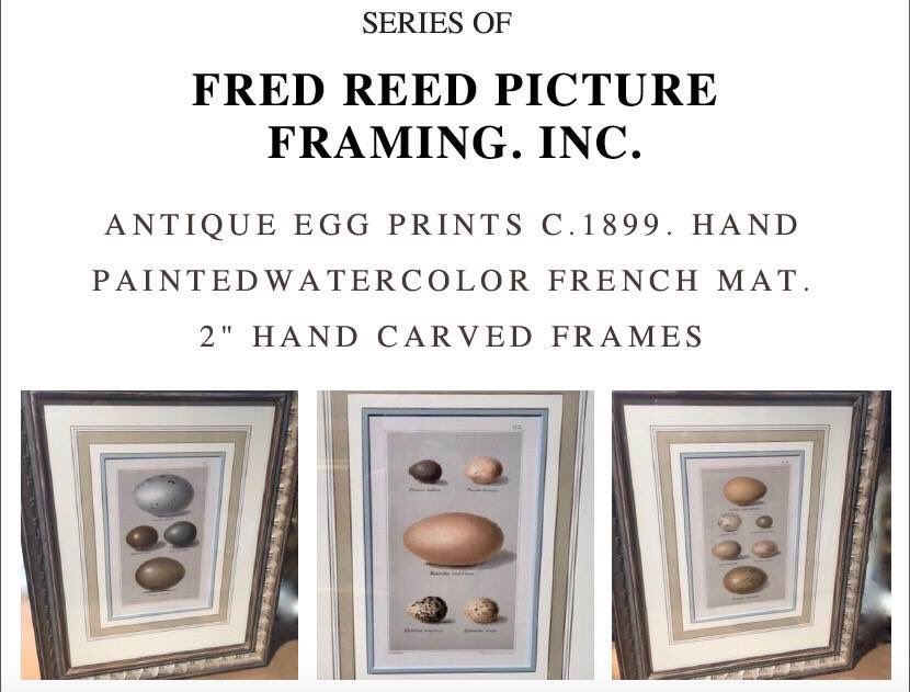 fredreedframes's tweet image. Antique Egg Prints c.1899. Hand painted watercolor french mat. 2" hand carved frames: On Display Now (404)824-0076 #AntiqueEggPrints