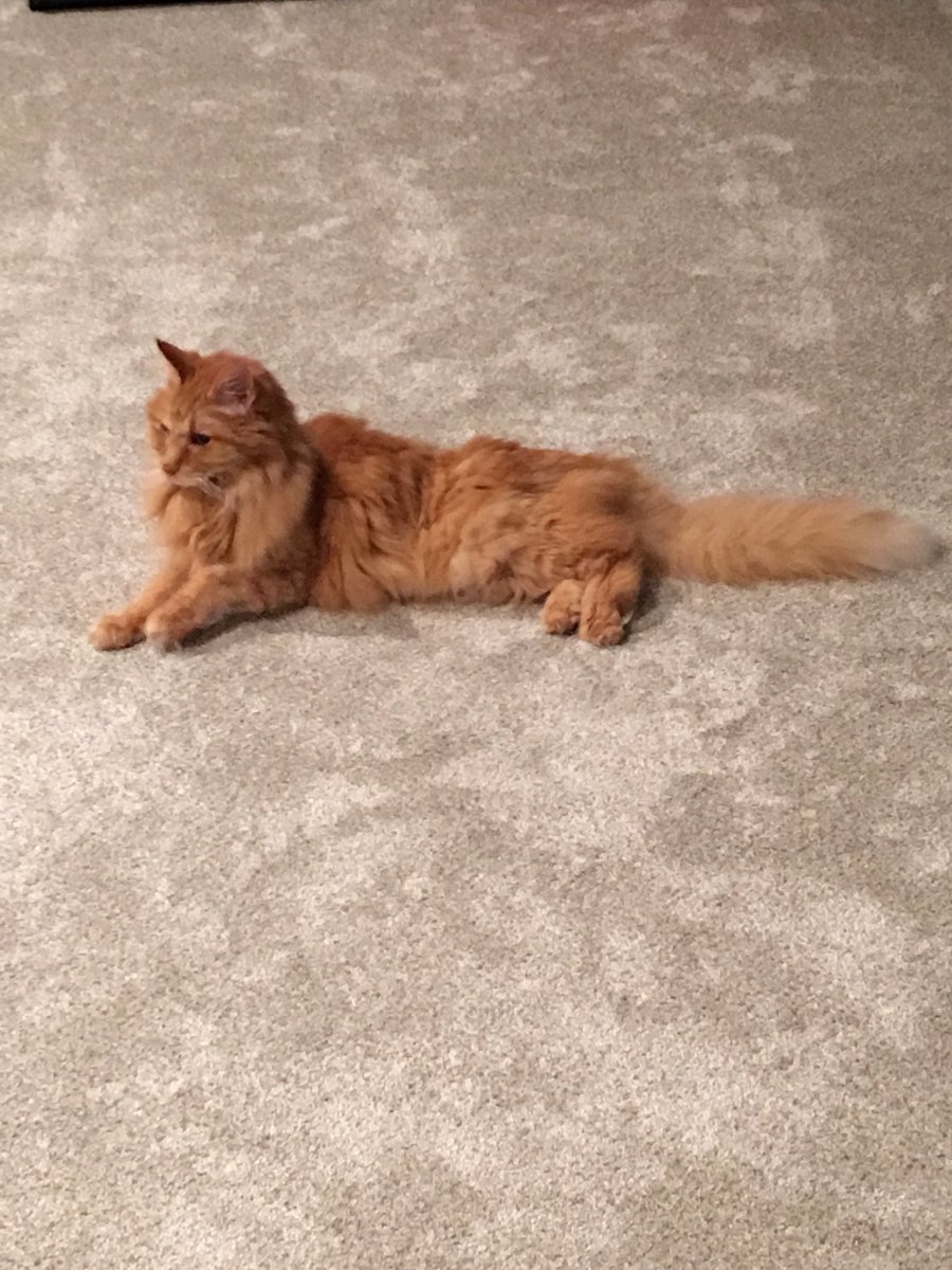 Just FurBabies Pet (jstfurbabies) Twitter