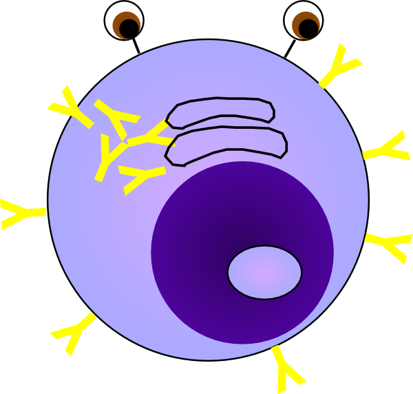 slamthatnucleus's tweet photo. Nuclei are made up of all different kinds of organic molecules! Their composition is abundant and diverse. There are proteins, lipids in the membrane, carbohydrates, and all the nucleic acids are what makes up the genetic material! #diversity #wellroundednucleus @MsArmstrongWHS https://t.co/GwksseFLiQ