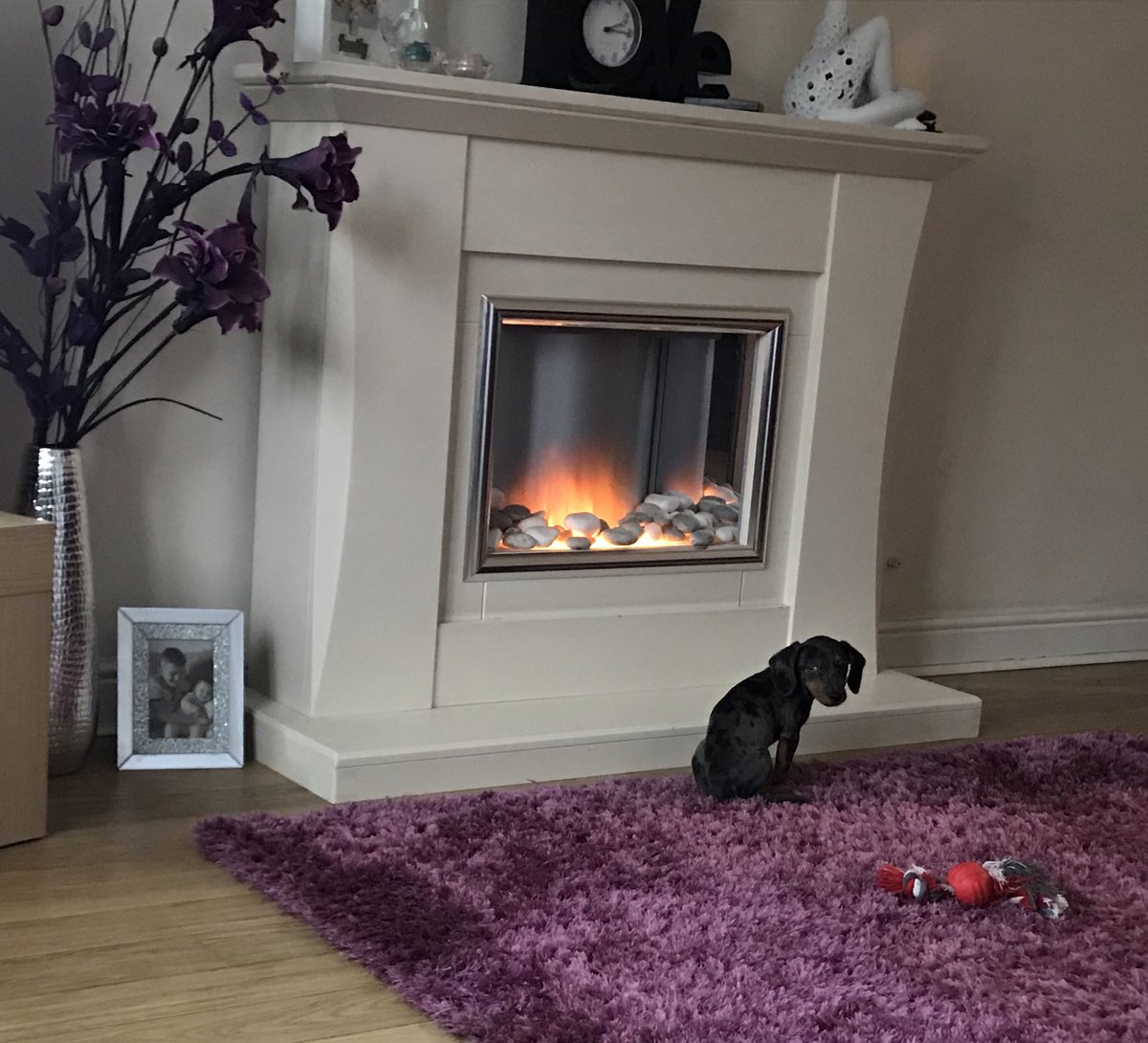dobbinlloyd's tweet photo. Think this cheeky pup want to sit as near to the fire as poss #minidash #smudge โค๏ธ https://t.co/BPQn1TWFpP