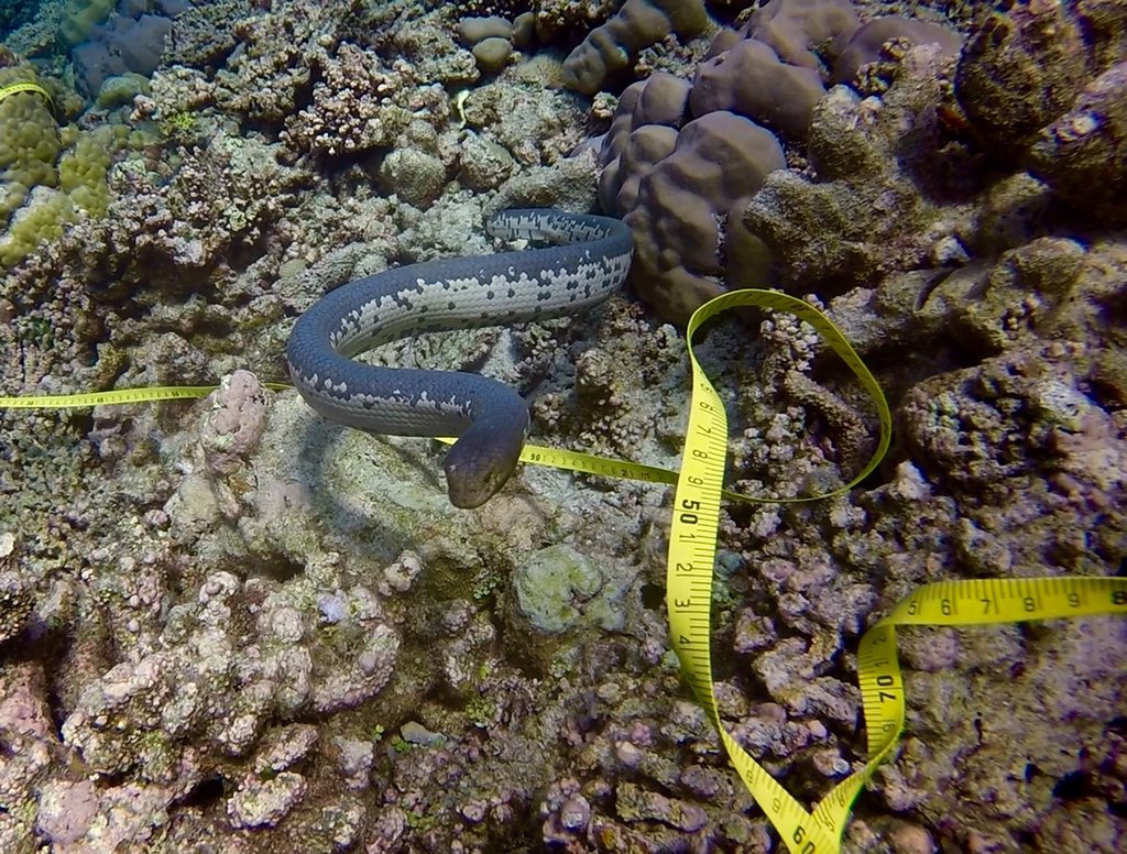 TarynFoster_'s tweet photo. Our sea snake bestie when rolling tape. Won't get out of the way for 5 transects but when we look at him, pretends to be hunting #ScottReef https://t.co/LZwEbJUA2P