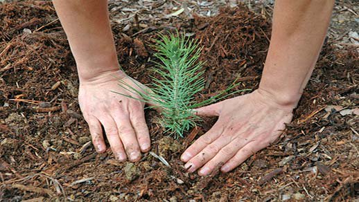 “Acts of creation are ordinarily reserved for gods and poets, but humbler folk may circumvent this restriction if they know how. To plant a pine, for example, one need be neither god nor poet; one need only own a shovel.”
― Aldo Leopold #quote