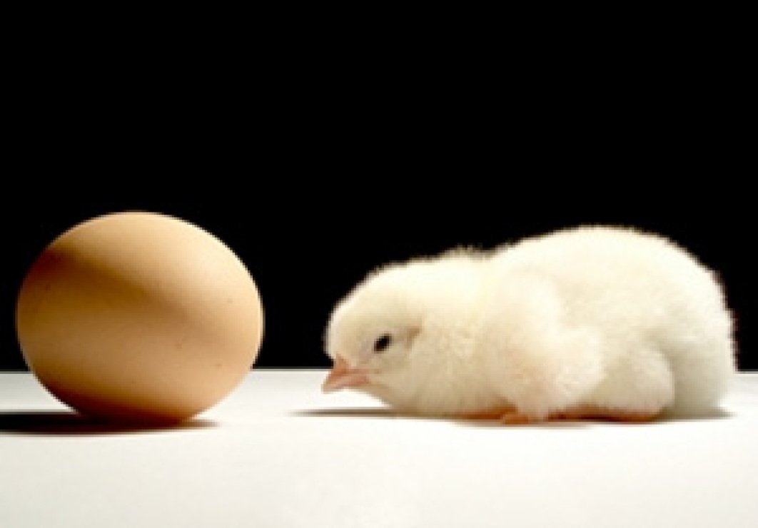 CellWall2024's tweet photo. What came first, the chicken or the egg? 
Trick question! 
The cell wall. It allowed plants to live on land which led to the HUGE diversification of species. A cornerstone of evolution, the cell wall is bruuutaly important. 
 #WHSSlampaign2017 @MsArmstrongWHS https://t.co/sgsIEzvBRq