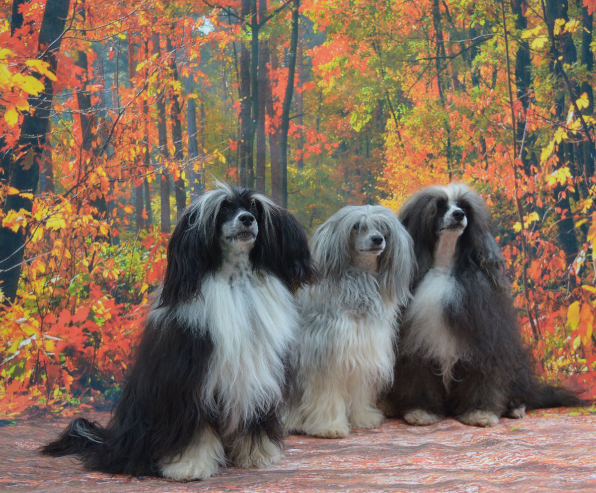 YummyHound's tweet image. We have 3 stunningly beautiful new faces ❤️💛💚💙💜

Introducing Ellery, Evie &amp;amp; Esther three new #PetModels to #UrbanPawsUk #PetCasting agency 📚

Can you guess their breed ❣️

#UrbanPawsUk #PetModelling  ❤️💛💚💙💜