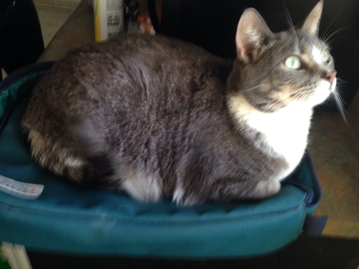 AmandaLaverman's tweet photo. This Pyrex carrier really keeps my catserole warm. #CatsOfTwitter  @WorldKitchenLLC https://t.co/8qtJnLHJ5Y