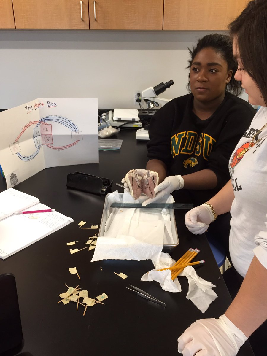 JillT1963's tweet photo. Sheep heart dissection. #haveaheart #pltwrocks https://t.co/NtqgqnliRR