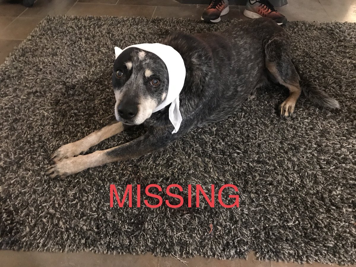 upenatem's tweet photo. @MMMNightShift more importantly has anyone seen my dog? She went missing a month a ago without a trace. Microchiped 13 y/o a bit deaf and blind and my best mate. Suey Bellbird Park QLD https://t.co/YPLyO65ACb