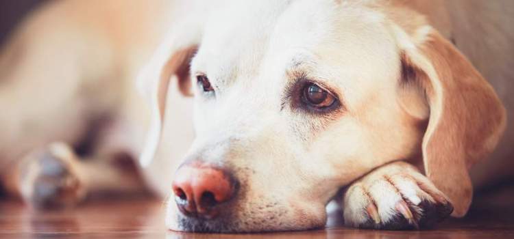 my_petcareguide's tweet photo. Tell-Tale Signs Your #Dog Isn't Well - https://t.co/0i8z88epp3 #DogHealth #SickDog https://t.co/cpJ3chB7O7
