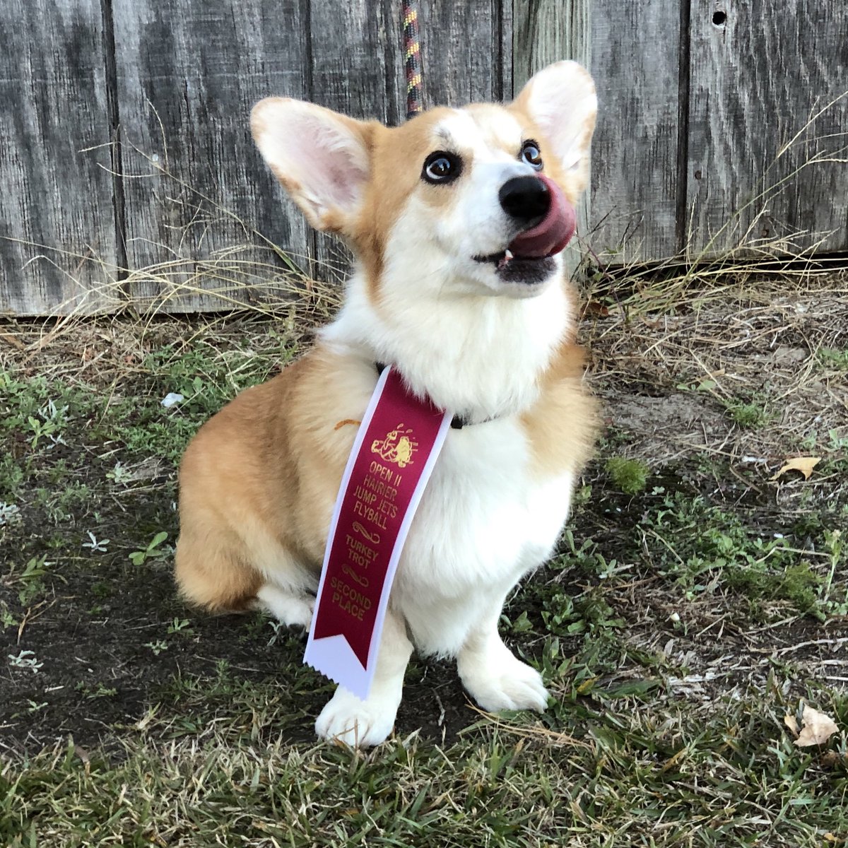 CorgiTrouble's tweet image. Trouble got his first flyball ribbon!