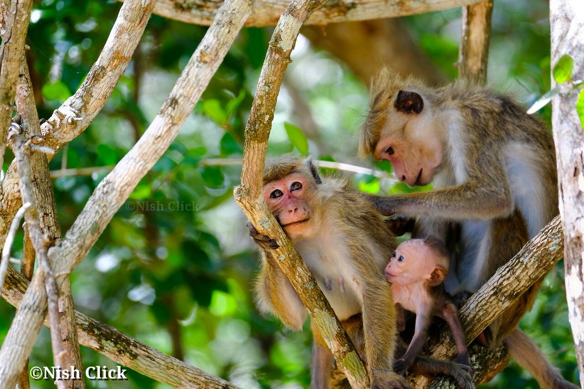 Notttbee's tweet photo. ©️Canon70D_Click
Toque Macaque family
#originalclick #toquemacaque #macaque #monkey #family #canon70d #naturephotography #nature #travaling #srilanka https://t.co/uUfsIgsmuD