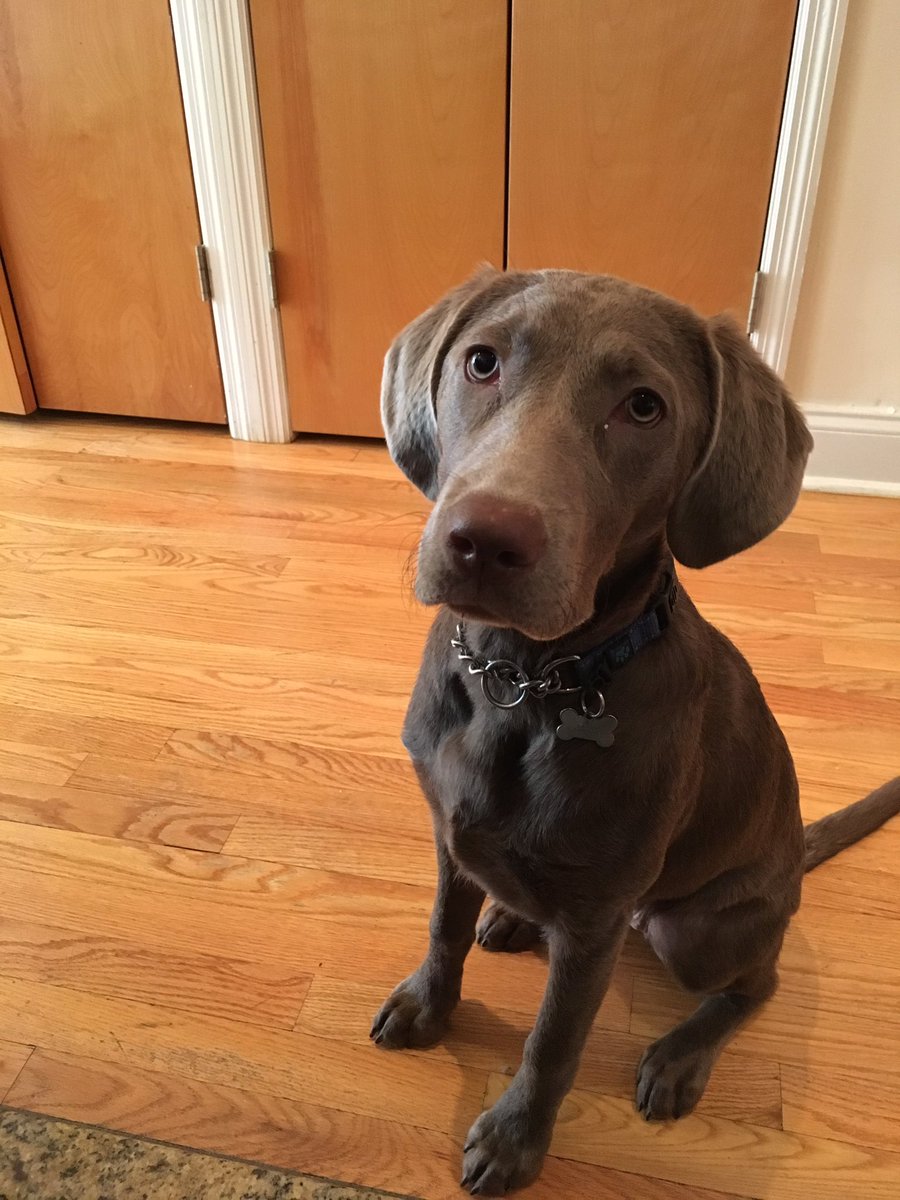 Resultado de imagen para weimaraner waiting door