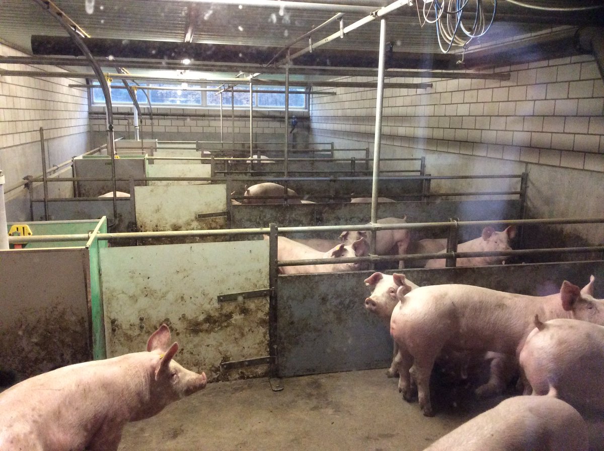 Met B&amp;W op bezoek bij De Hoeve <a href="/_Valkenswaard/">GemeenteValkenswaard</a> vd Keten Duurzaam Varkensvlees <a href="/duurzaamvlees/">DuurzaamVarkensvlees</a> dehoevebv.nl/tiki-read_arti…