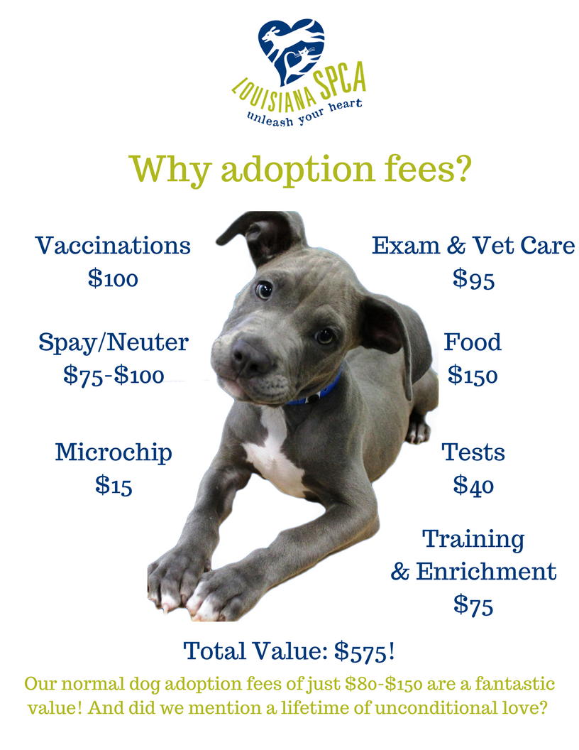 LASPCA's tweet photo. Did you know that we put upwards of $575 into each adoptable dog? #TuesdayThoughts https://t.co/8eLIIsIyzE