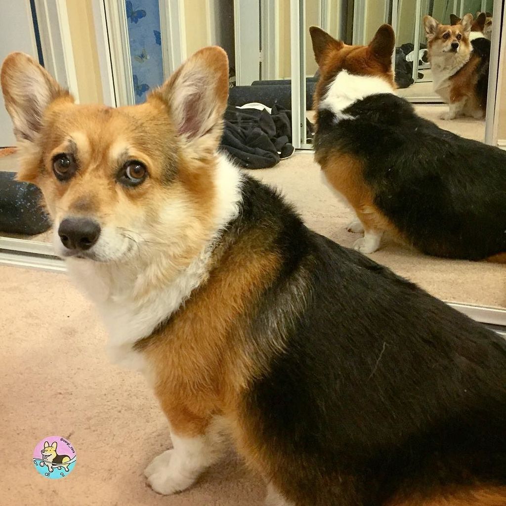 corgi_zero's tweet photo. How many Zeros can you count?
#SeeZeroInAWholeNewWay #ZerosAsFarAsTheEyeCanSee #Infinity #Inception #StareIntoTheVoid #NothingToSeeHere #TooManyZeros https://t.co/fibxXLmKjq https://t.co/FckDiWAMtB